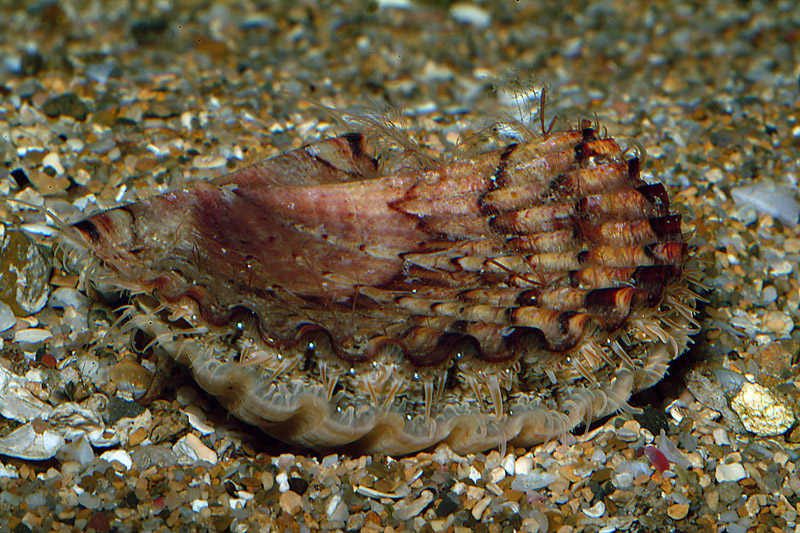 Pecten jacobeus